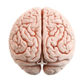 brain ids
